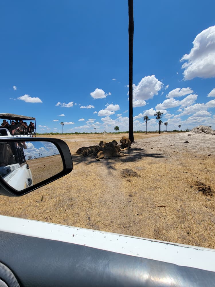 Game Drive at Hwange Wild Life Safaris