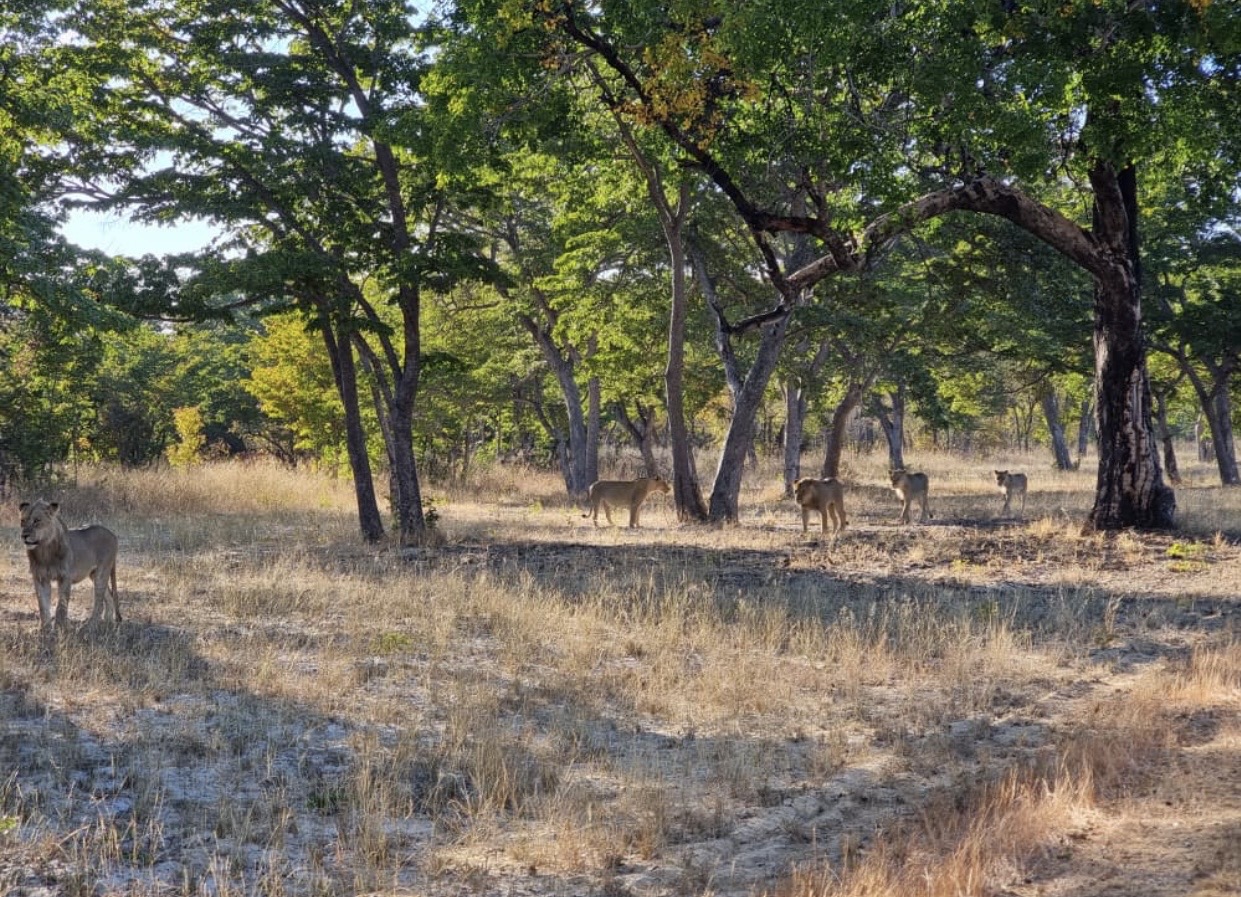 Hwange Wild Life Safaris