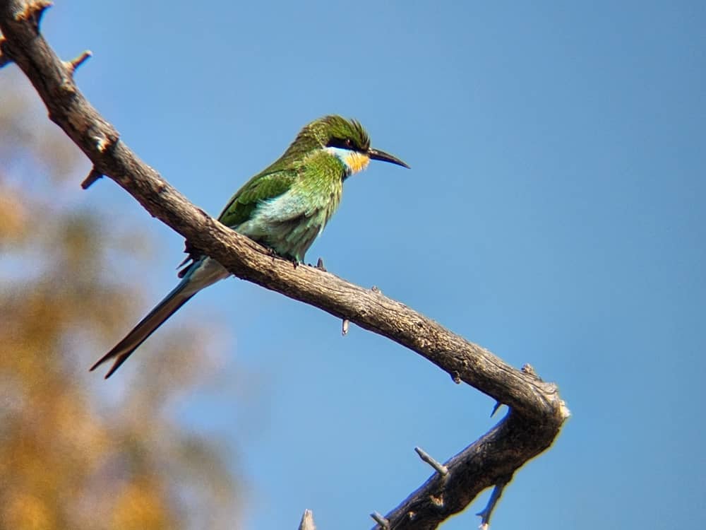 Wildlife at Hwange Wild Life Safaris