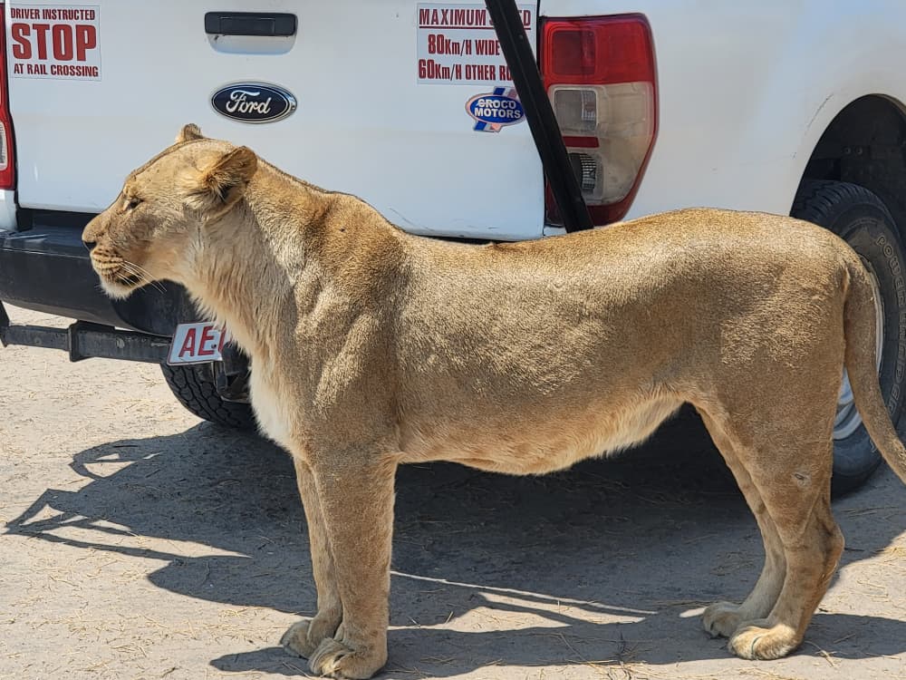 Hwange Wild Life Safaris