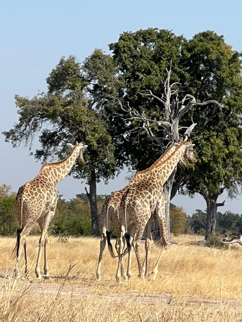 Hwange Wild Life Safaris