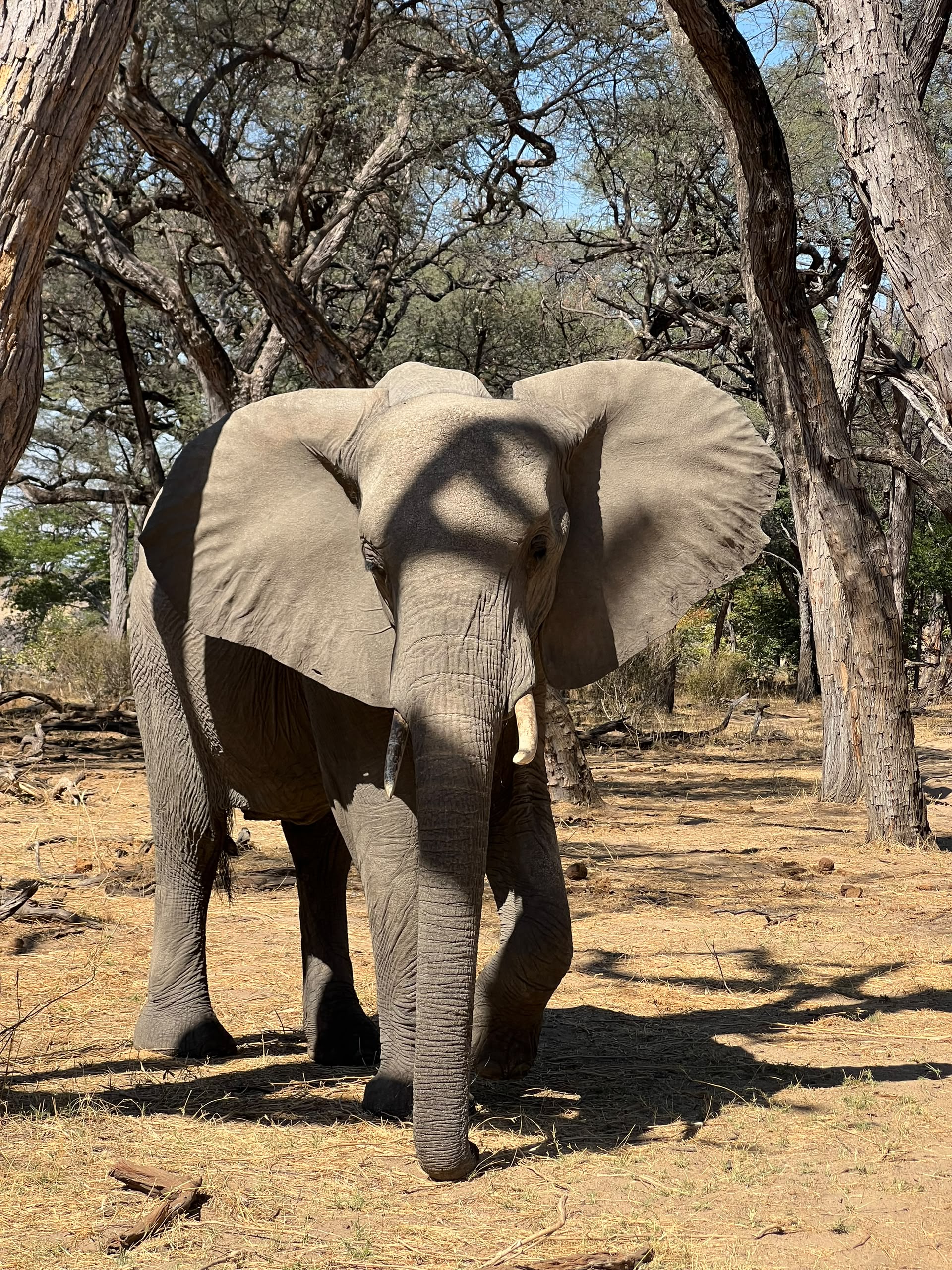 Hwange Wild Life Safaris