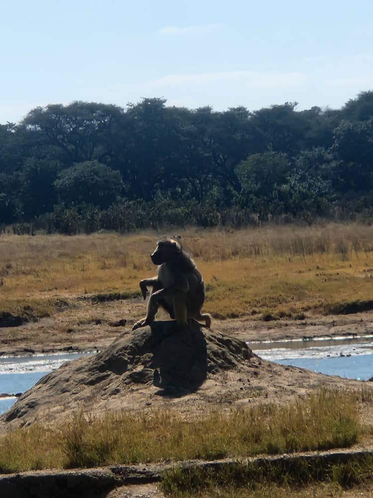 Wildlife at Hwange Wild Life Safaris