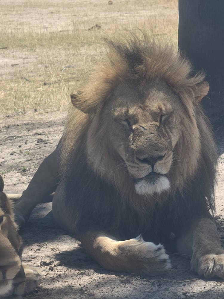 Wildlife at Hwange Wild Life Safaris