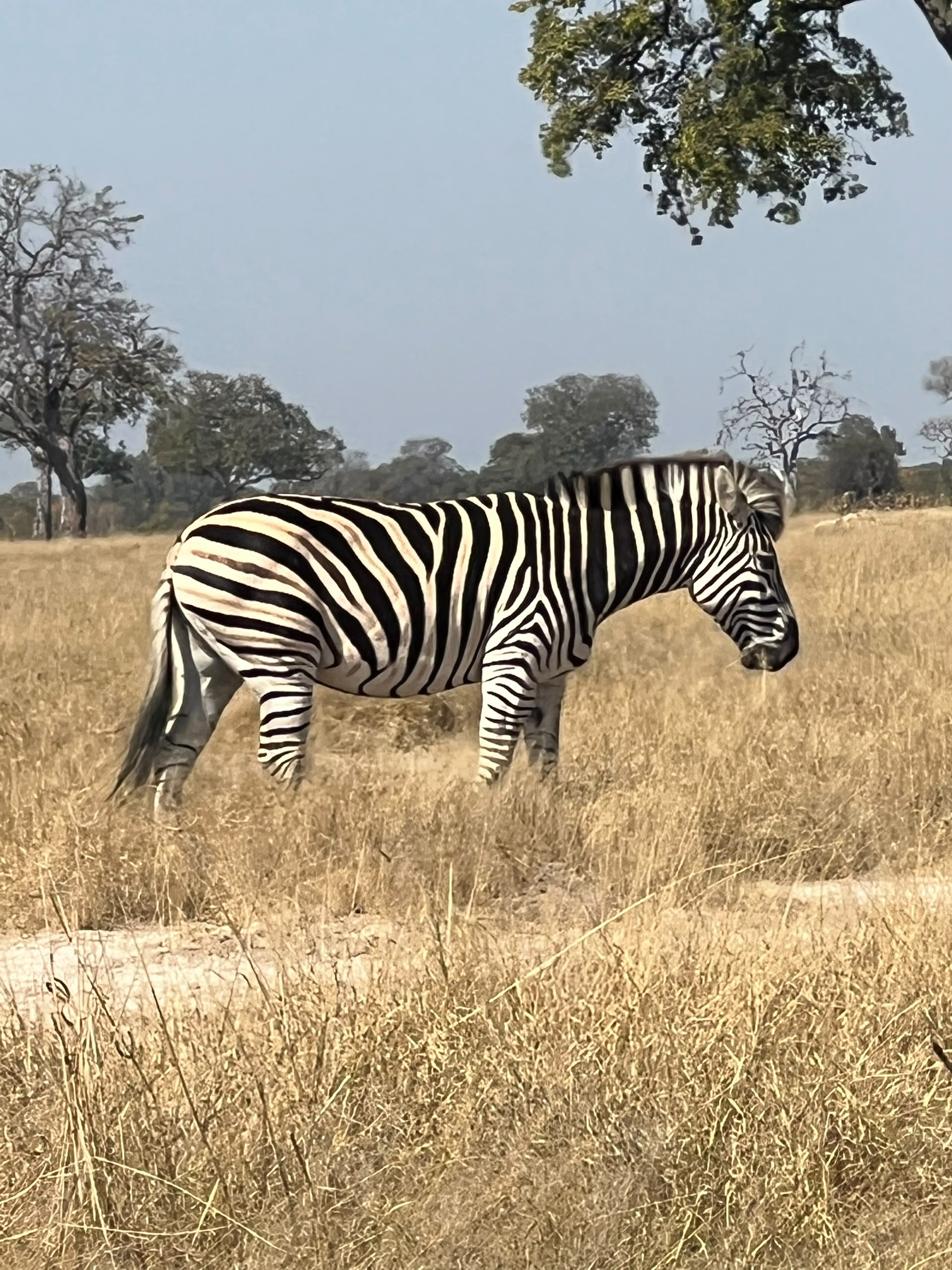 Hwange Wild Life Safaris