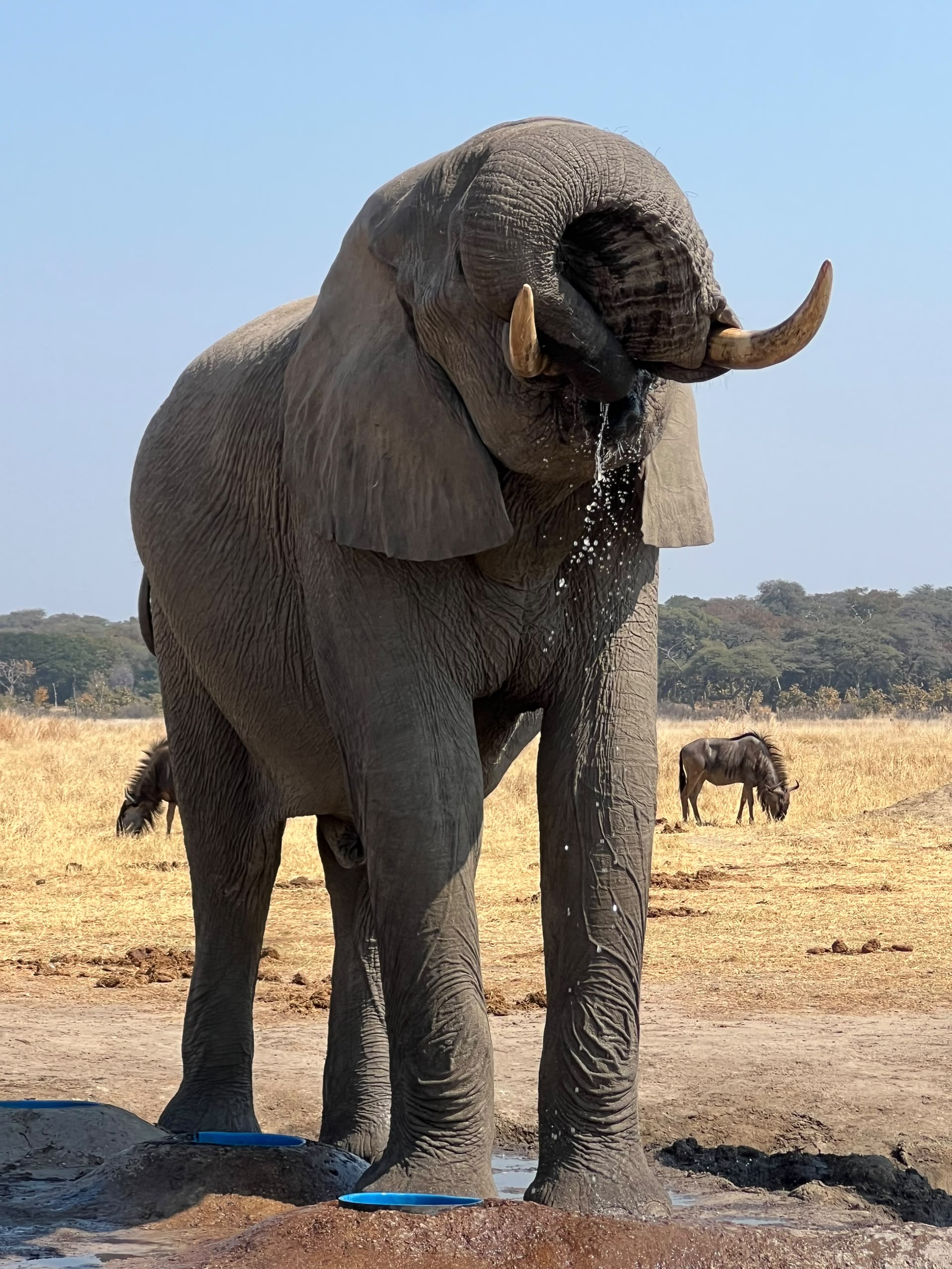 Hwange Wild Life Safaris
