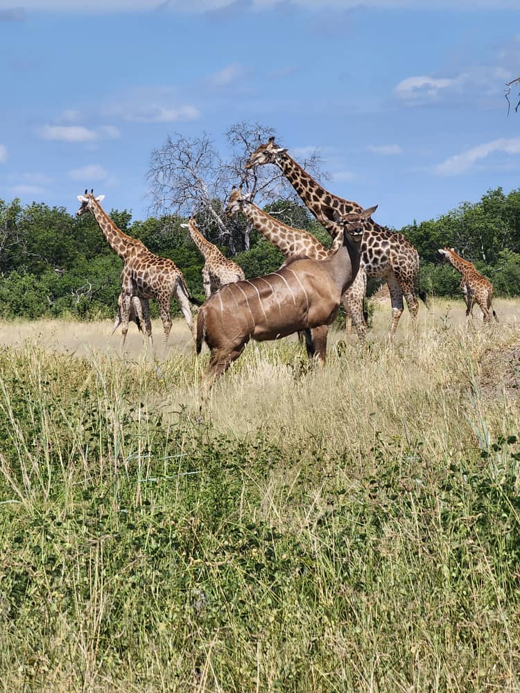 Wildlife at Hwange Wild Life Safaris