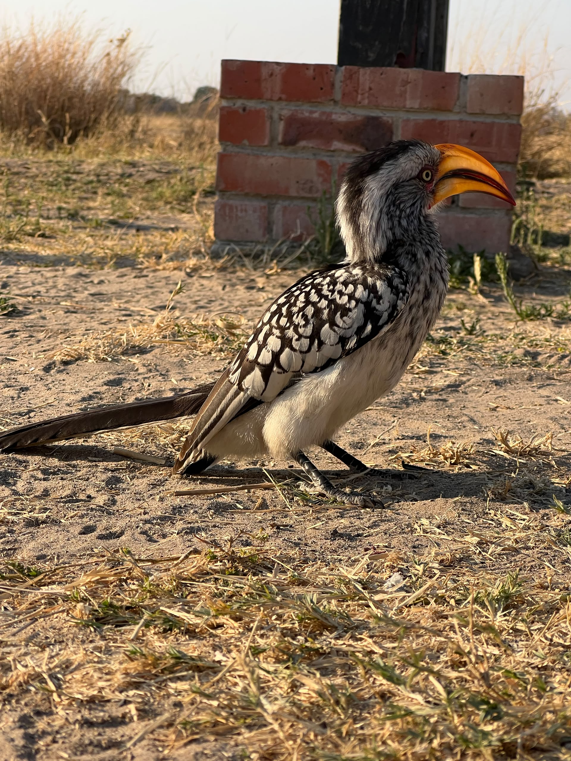 Hwange Wild Life Safaris