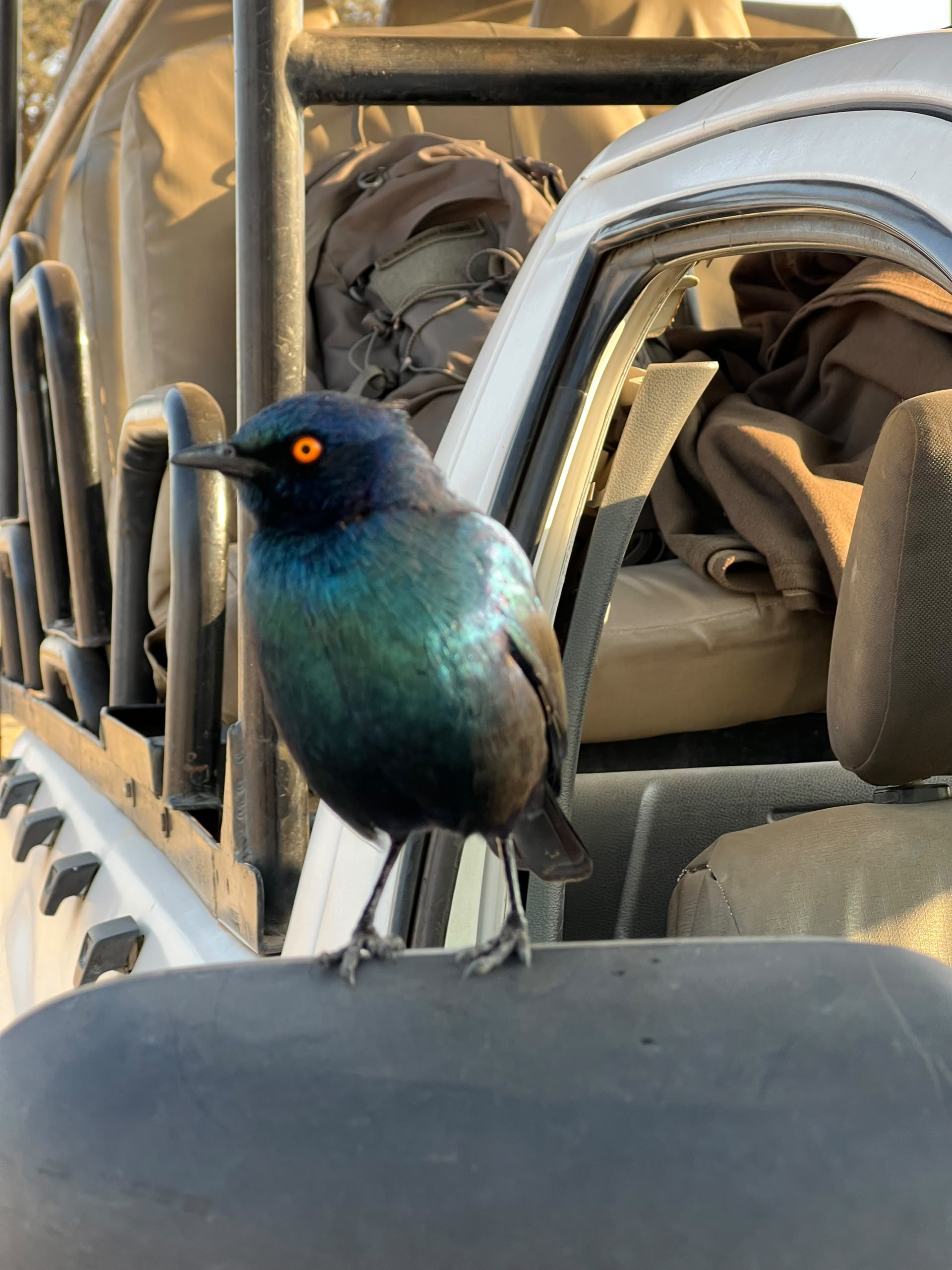 Hwange Wild Life Safaris