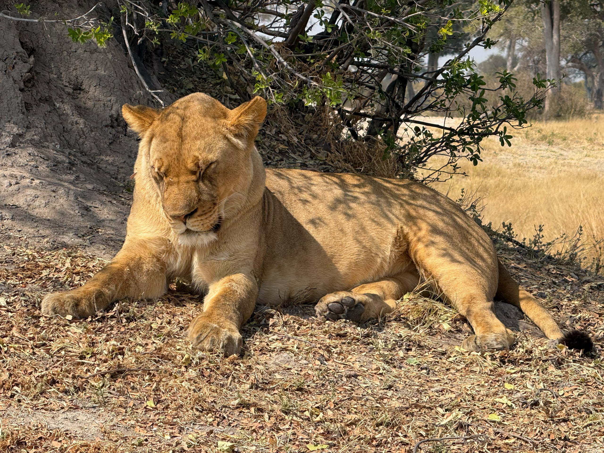 Hwange Wild Life Safaris