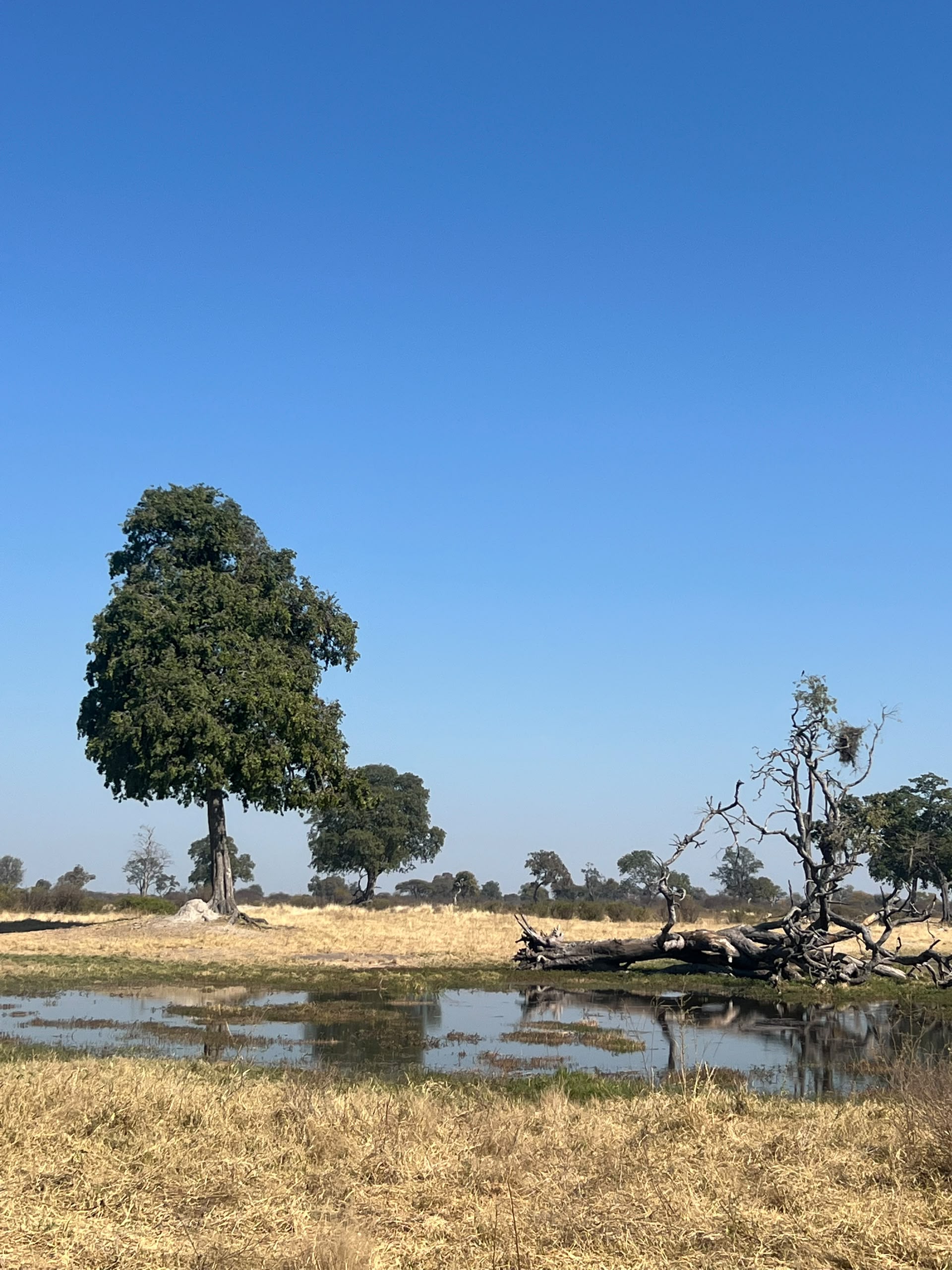 Hwange Wild Life Safaris