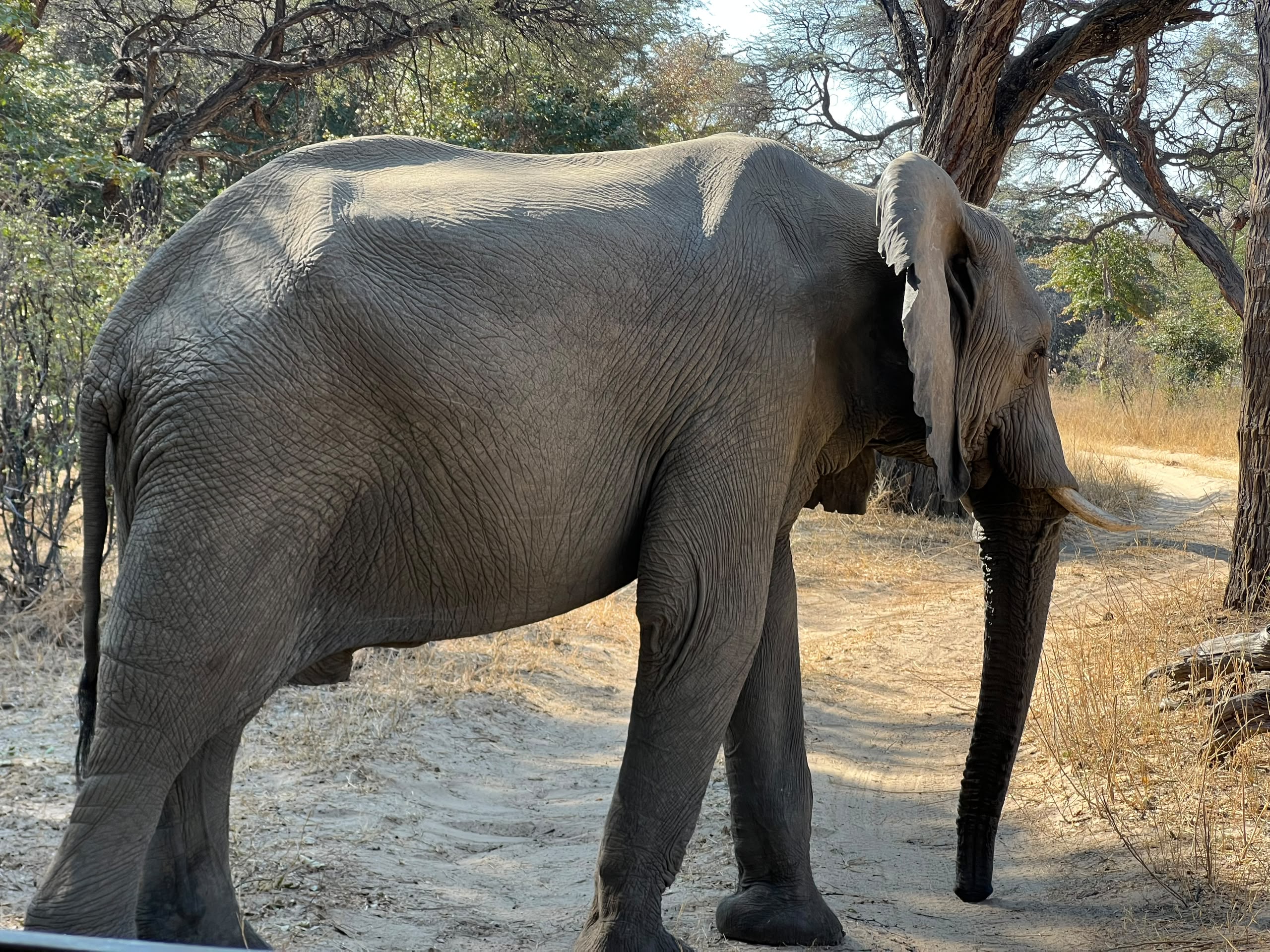 Hwange Wild Life Safaris