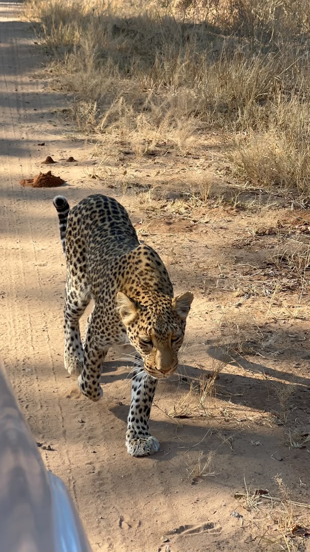 Wildlife at Hwange Wild Life Safaris