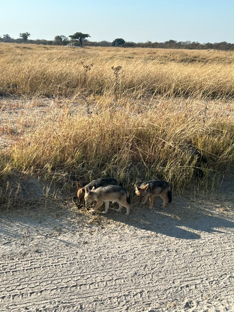 Hwange Wild Life Safaris