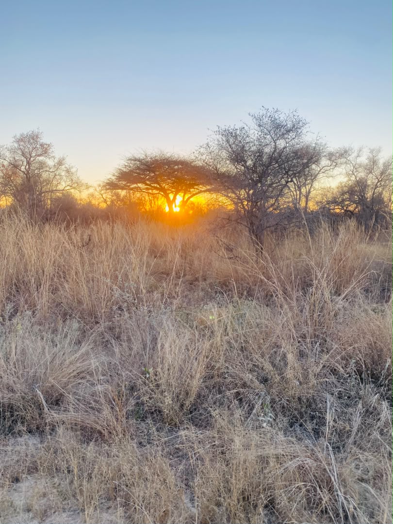 Hwange Wild Life Safaris