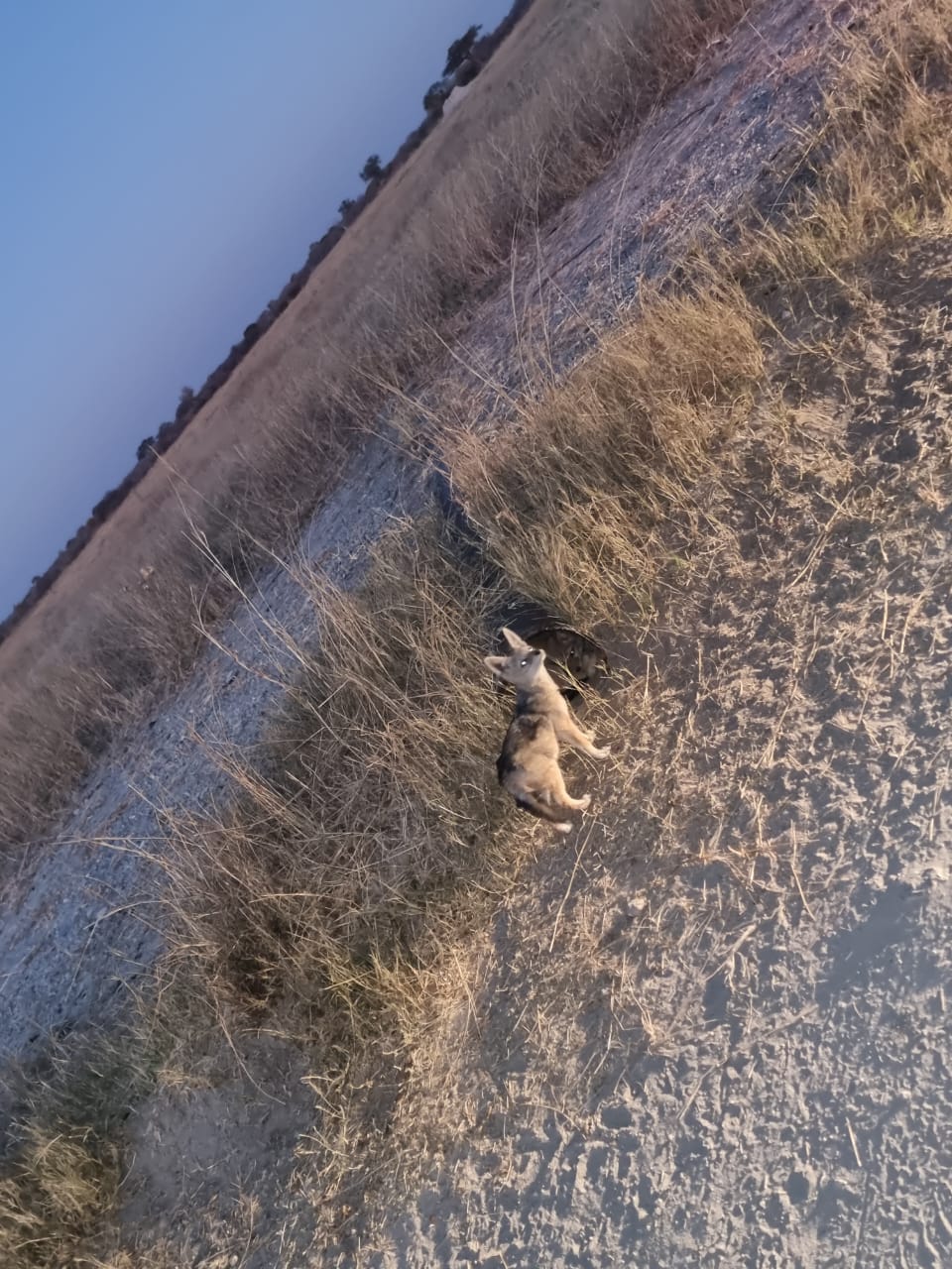 Hwange Wild Life Safaris