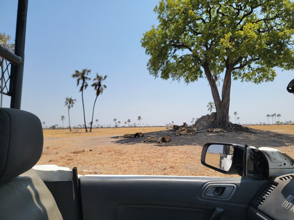 Game Drive