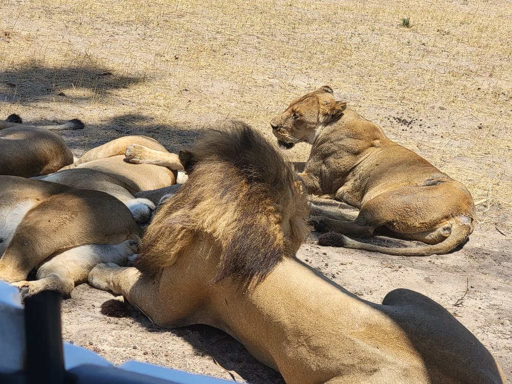 Lions in Hwange