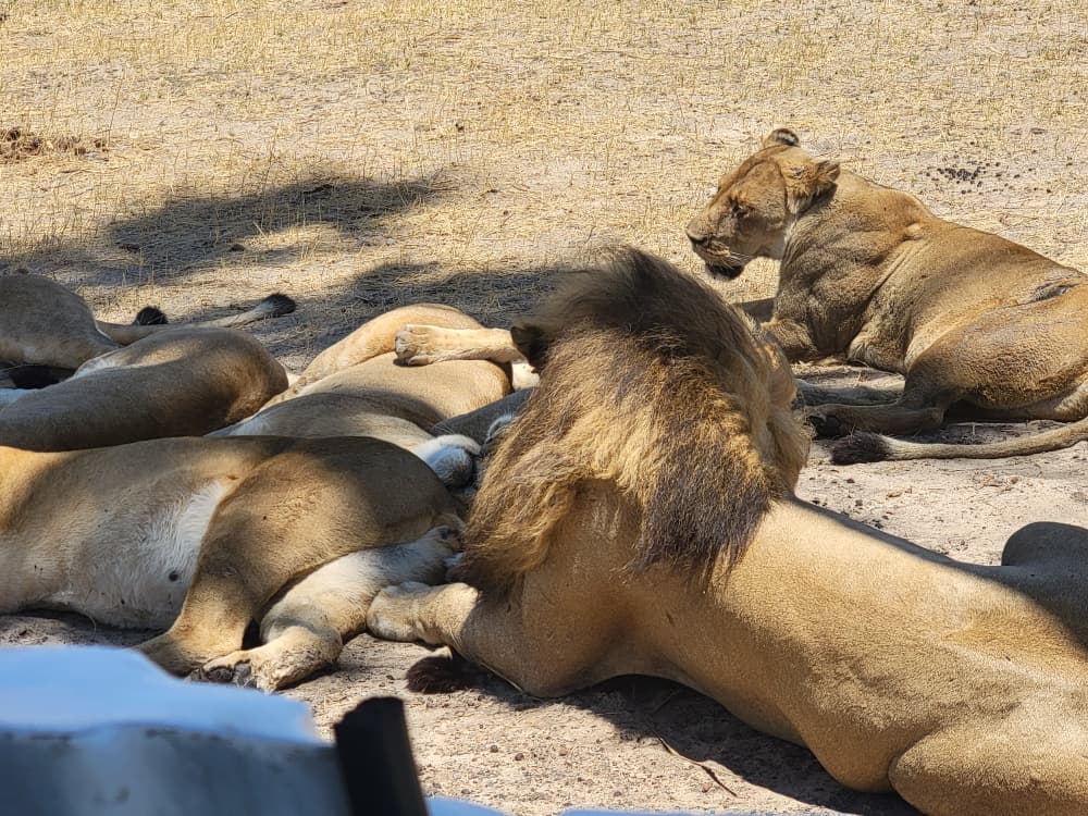 Hwange Wild Life Safaris