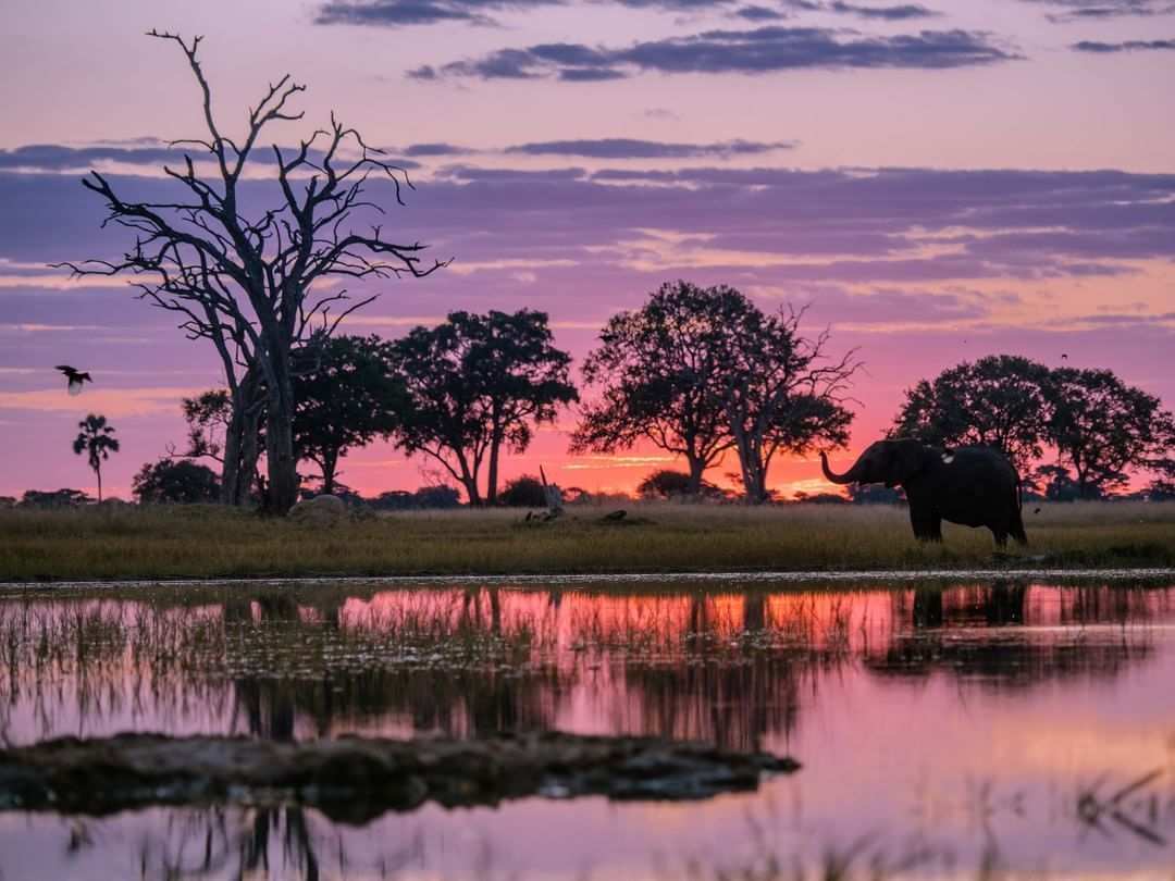 Elephants at sunset near Hwange
