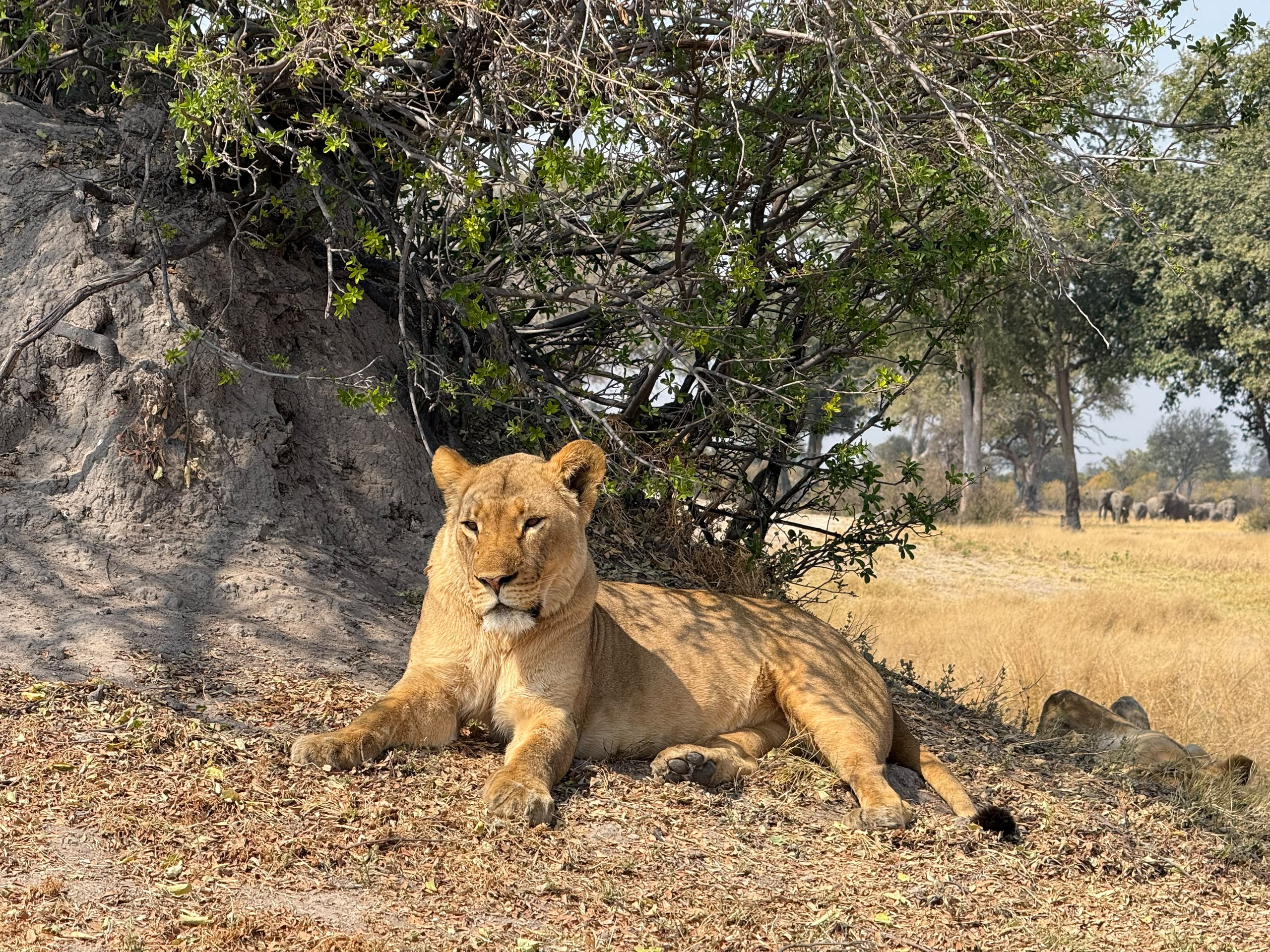Hwange Wild Life Safaris