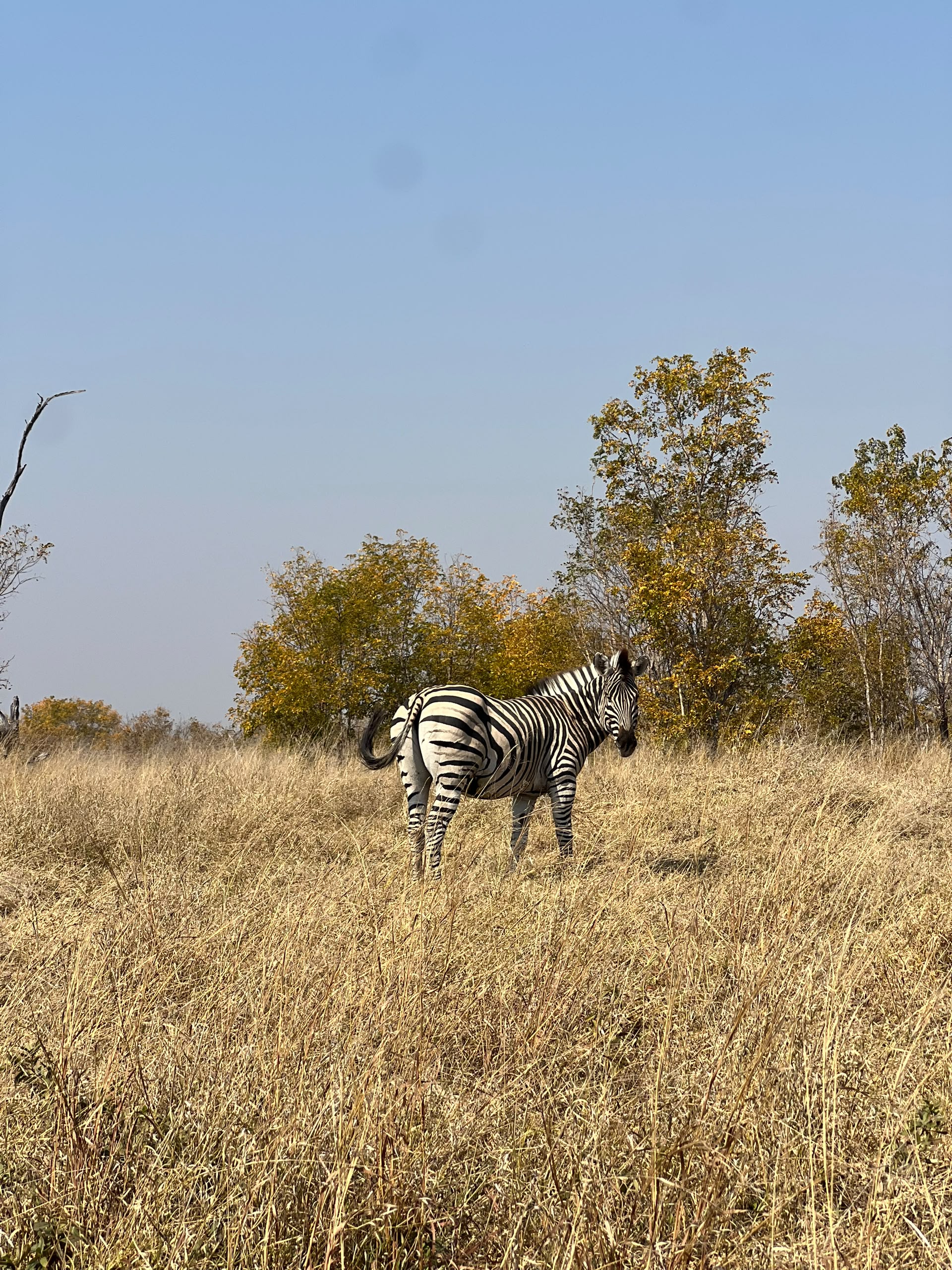 Hwange Wild Life Safaris