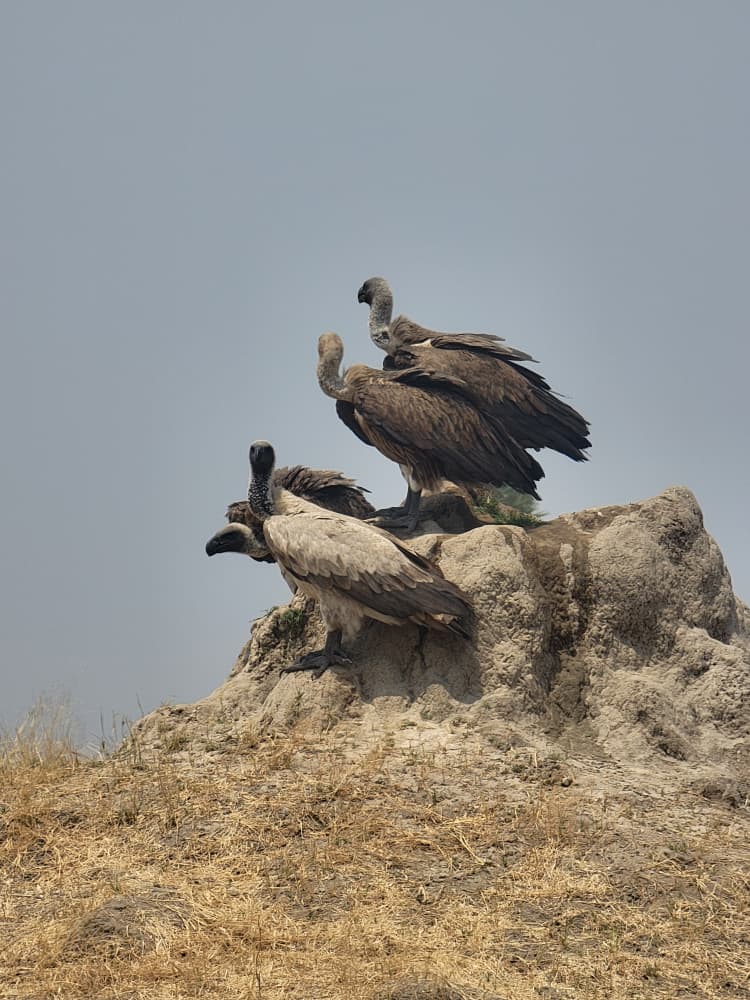 Hwange Wild Life Safaris