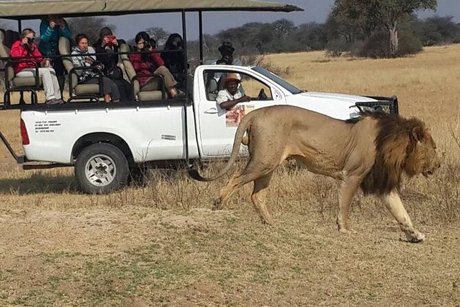 A Day in Africa’s Wild Heart: Hwange National Park
